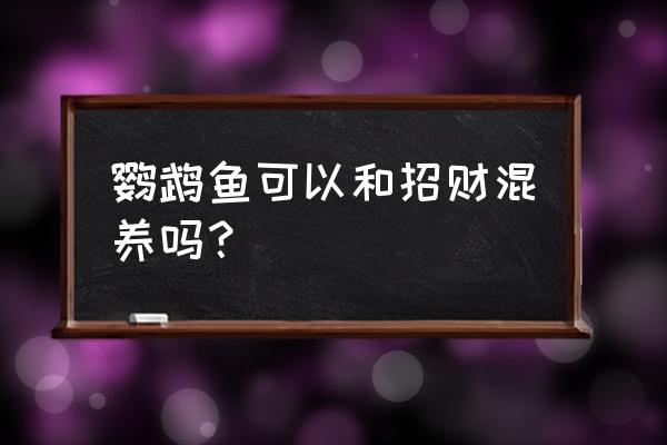 招财鱼跟鹦鹉鱼吃一种饲料可以吗 鹦鹉鱼可以和招财混养吗？