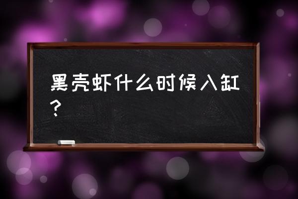 黑壳虾多久可以养 黑壳虾什么时候入缸？