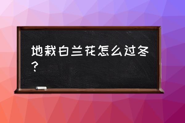 盆栽白兰花怎么过冬 地栽白兰花怎么过冬？