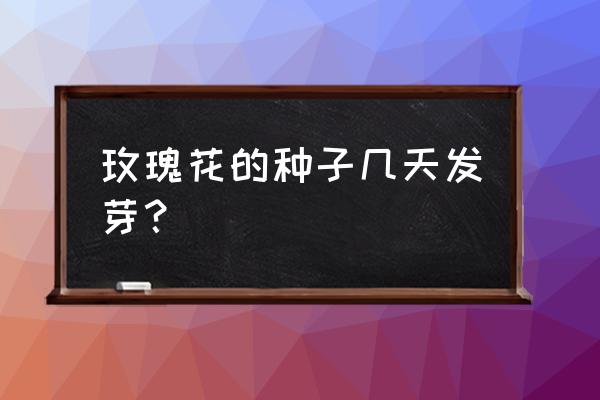 玫瑰花播种后多久发芽 玫瑰花的种子几天发芽？