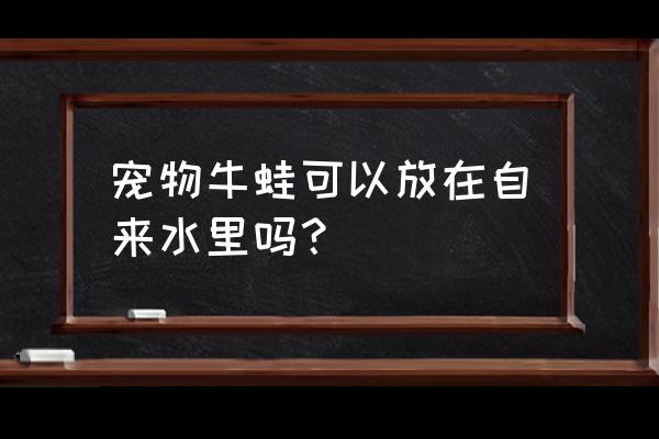 如何饲养宠物牛蛙 宠物牛蛙可以放在自来水里吗？