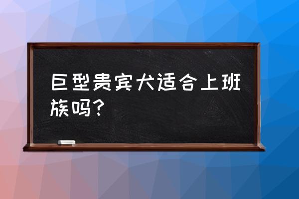 阿拉斯加犬适合上班族养吗 巨型贵宾犬适合上班族吗？