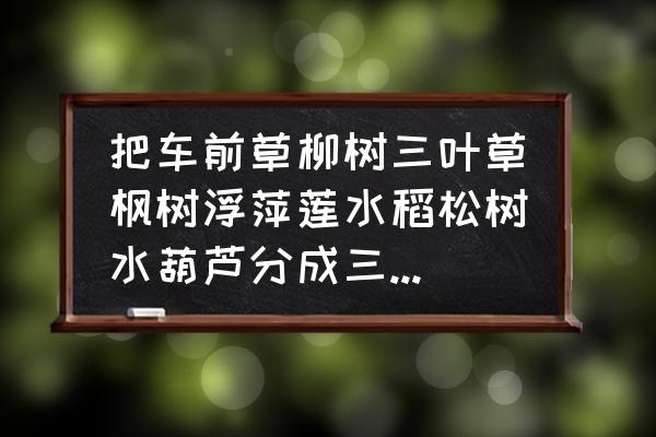 三叶草是不是水生植物 把车前草柳树三叶草枫树浮萍莲水稻松树水葫芦分成三类怎么分？