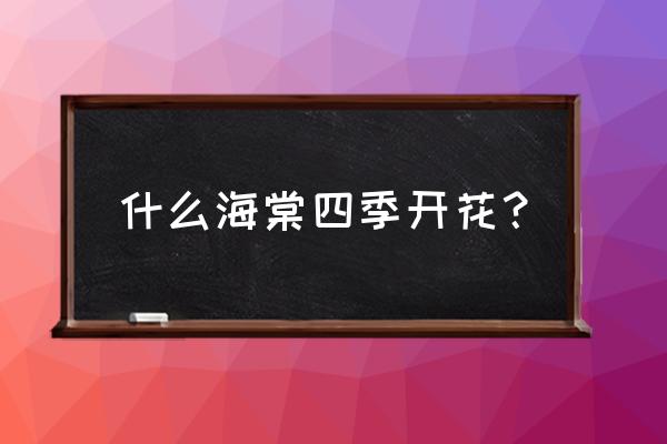 秋海棠一年四季开花吗 什么海棠四季开花？