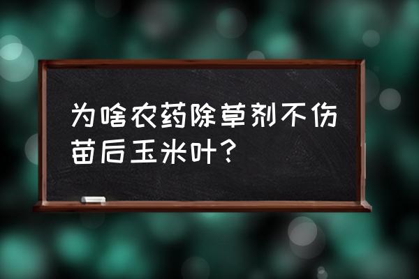 除草剂属于有机磷吗 为啥农药除草剂不伤苗后玉米叶？