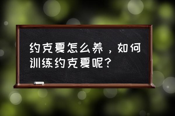 为什么我家约克夏不叫 约克夏怎么养，如何训练约克夏呢？