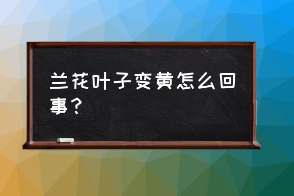 兰花叶黄是什么原因 兰花叶子变黄怎么回事？