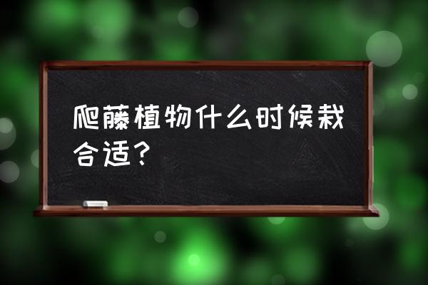 藤本植物什么时候种植 爬藤植物什么时候栽合适？