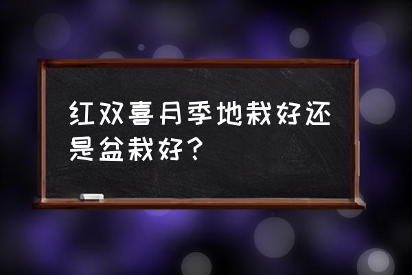 红双喜月季是灌木吗 红双喜月季地栽好还是盆栽好？