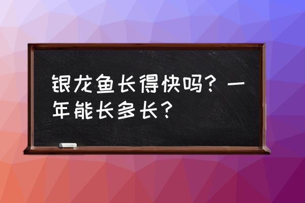 我家银龙一直吃饲料能长多大 银龙鱼长得快吗？一年能长多长？