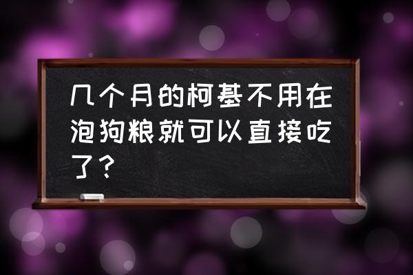 柯基几个月不用吃软粮 几个月的柯基不用在泡狗粮就可以直接吃了？