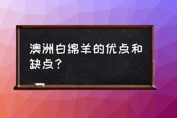 澳洲白羊养殖基地哪里有 澳洲白绵羊的优点和缺点？