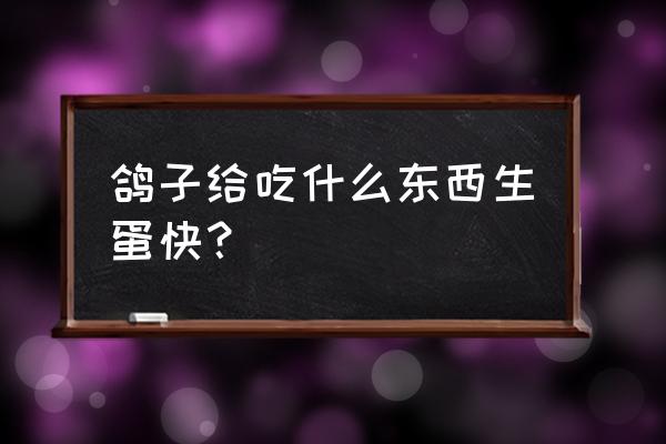 深圳哪里卖鸽子饲料的 鸽子给吃什么东西生蛋快？