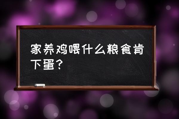 鸡喂哪些饲料肯下蛋 家养鸡喂什么粮食肯下蛋？