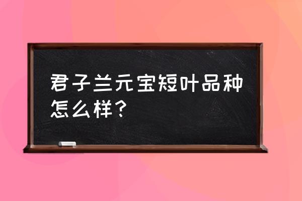 哪种短叶君子兰好 君子兰元宝短叶品种怎么样？