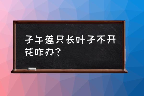 不开花水生植物有哪些 子午莲只长叶子不开花咋办？