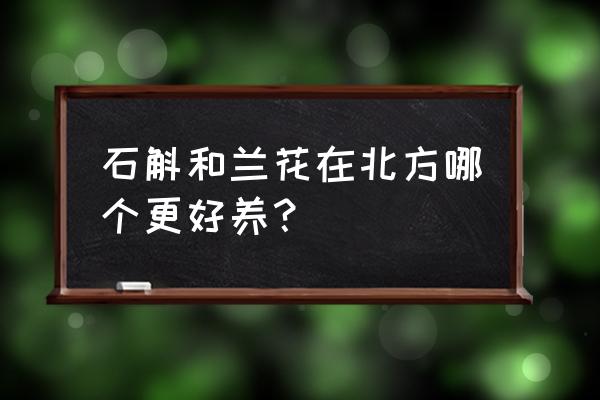 铁皮石斛和兰花哪个好养 石斛和兰花在北方哪个更好养？