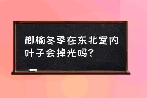 盆景榆树冬天叶子都会掉光吗 榔榆冬季在东北室内叶子会掉光吗？