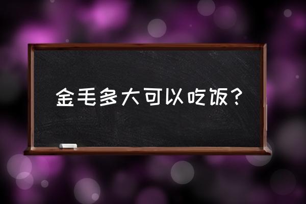 金毛犬多大才可以吃大米饭 金毛多大可以吃饭？