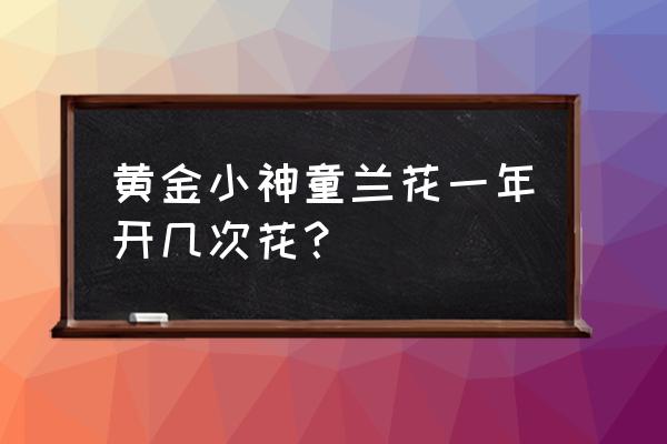 黄金小神童花期多久 黄金小神童兰花一年开几次花？