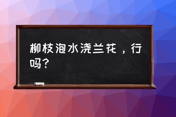 柳树枝能放兰花盆底吗 柳枝泡水浇兰花，行吗？