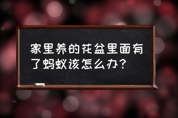 如何彻底消灭花盆中的蚂蚁 家里养的花盆里面有了蚂蚁该怎么办？