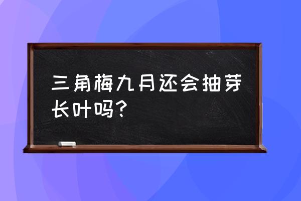 三角梅花芽分化期是什么时候 三角梅九月还会抽芽长叶吗？