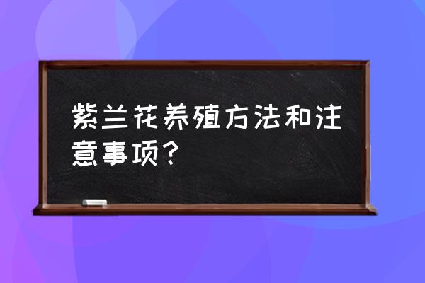 紫兰花怎么种植方法和注意事项 紫兰花养殖方法和注意事项？