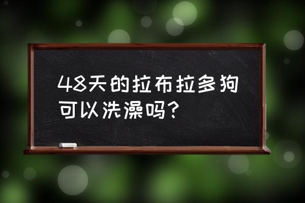 40天的拉布拉多可以洗澡吗 48天的拉布拉多狗可以洗澡吗？