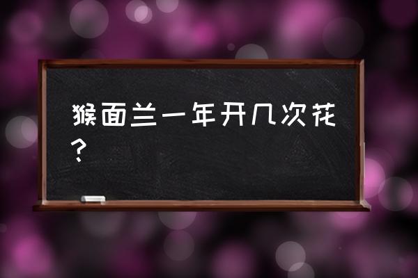 候面兰花泡水喝有什么效果 猴面兰一年开几次花？