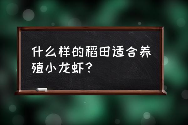 小龙虾养殖怎么选址 什么样的稻田适合养殖小龙虾？