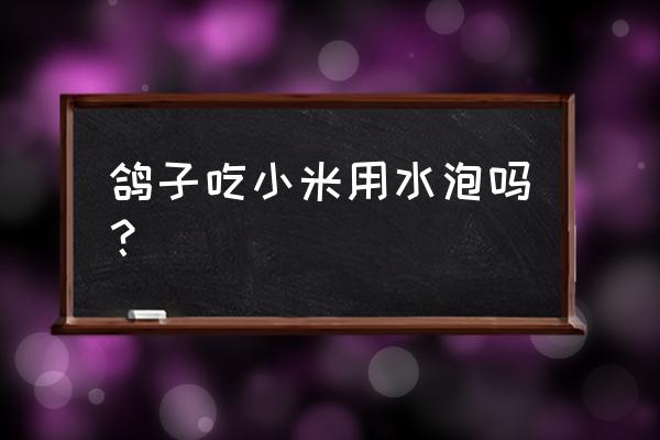 米和饲料喂鸽子要不要加水在里面 鸽子吃小米用水泡吗？