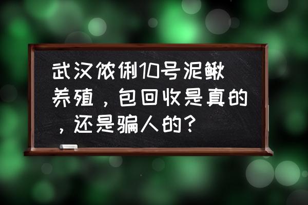 养殖泥鳅鱼回收吗 武汉侬俐10号泥鳅养殖，包回收是真的，还是骗人的？