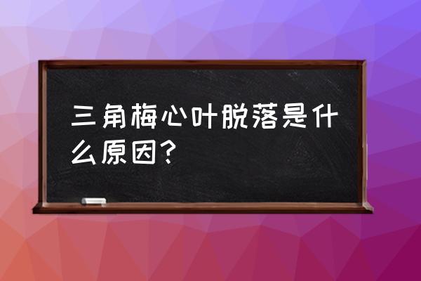 三角梅现在落叶是什么问题 三角梅心叶脱落是什么原因?