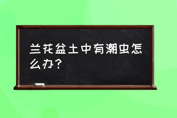 兰花土壤怎样杀虫 兰花盆土中有潮虫怎么办？