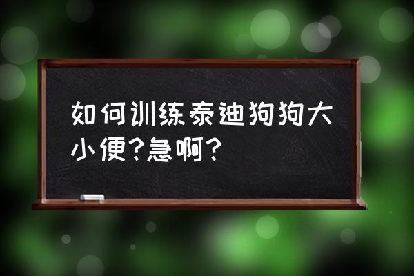 一个多月的泰迪狗怎么训练上厕所 如何训练泰迪狗狗大小便?急啊？