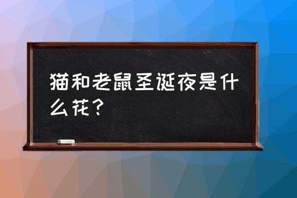 猫和老鼠手游圣诞大作战攻略 猫和老鼠圣诞夜是什么花？