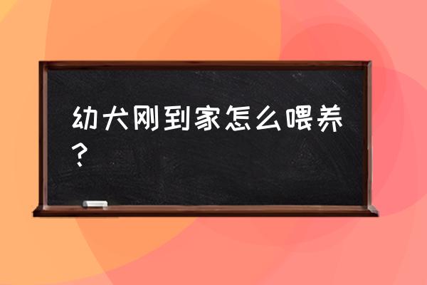 自制幼犬狗粮配方 幼犬刚到家怎么喂养？