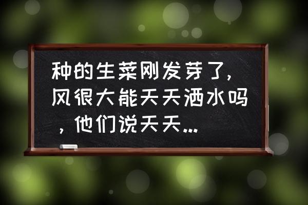 冬季露地生菜如何浇水 种的生菜刚发芽了,风很大能天天洒水吗，他们说天天洒水会把土变硬，要隔几天一次浇透水吗？