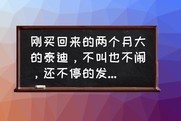 狗狗一切正常就是鼻子干裂怎么办 刚买回来的两个月大的泰迪，不叫也不闹，还不停的发抖，正常吗？