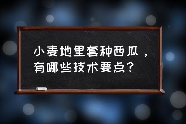 小麦种植技术最新方法 小麦地里套种西瓜，有哪些技术要点？