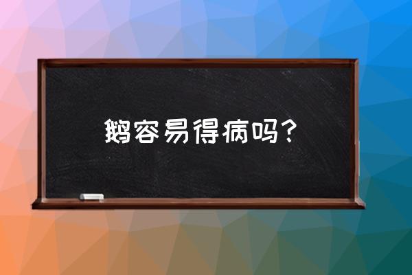 什么病不宜吃鹅肉 鹅容易得病吗？