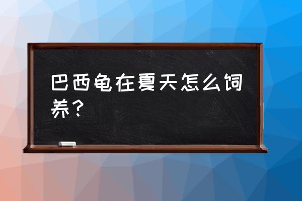 养巴西龟需要准备什么东西 巴西龟在夏天怎么饲养？