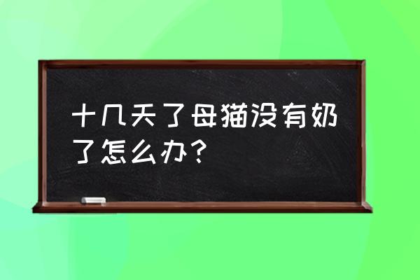 小猫刚出生找不到奶吃怎么办 十几天了母猫没有奶了怎么办？