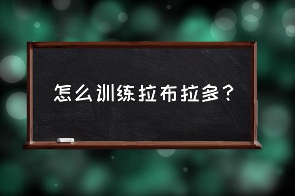 怎么训练拉布拉多犬幼犬 怎么训练拉布拉多？