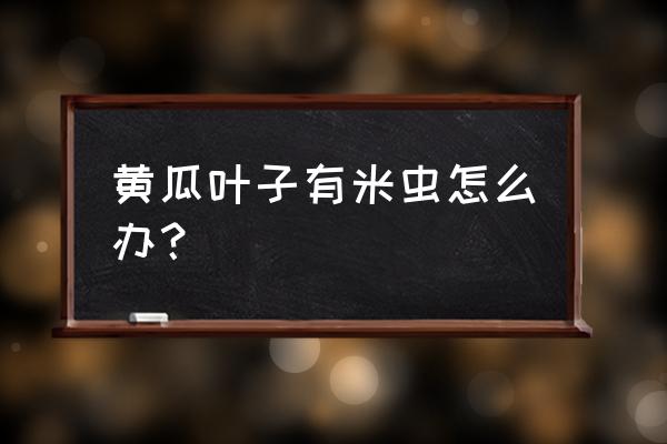 黄瓜不吐丝就长瓜怎么处理 黄瓜叶子有米虫怎么办？