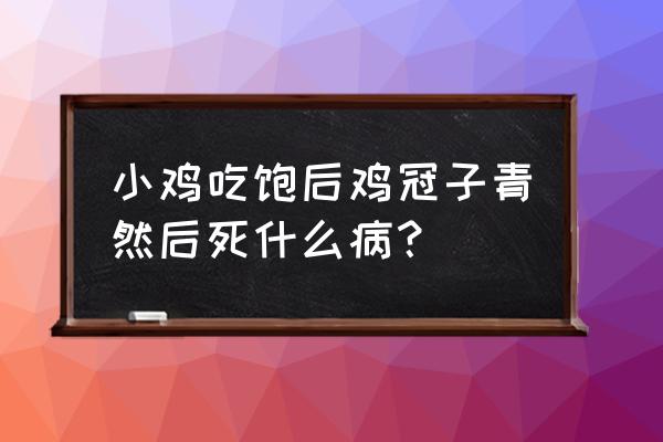 鸡得了盲肠肝炎怎么治 小鸡吃饱后鸡冠子青然后死什么病？