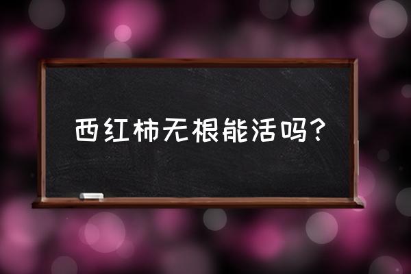 扦插番茄生根最快方法 西红柿无根能活吗？