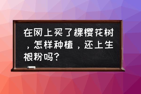 大棵杏树的移栽方法 在网上买了棵樱花树，怎样种植，还上生根粉吗？