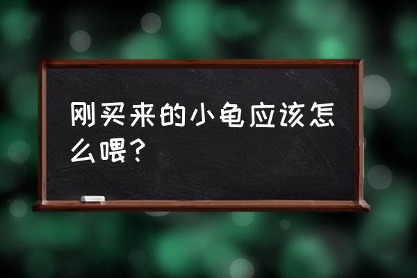 乌龟刚买回来怎么养 刚买来的小龟应该怎么喂？